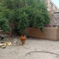 خروس