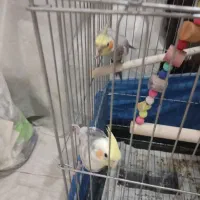 ع هلندی