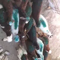 بره نرسبک وزن لاغر دامداری میلاد نجبائی