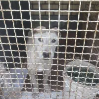 توله سگ پیتپول