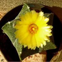 فروش کاکتوس طبیعی