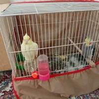 عروس هلندی
