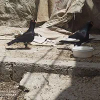 قره سوری اصل