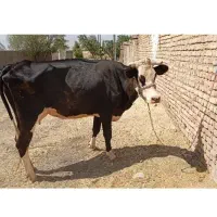 گاو سیمینتال و گوساله