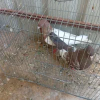 کفتر ـ کبوتر کله سرخ