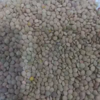 عدس تازه