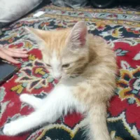 گربه  واگذار میشه