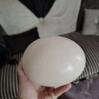 تخم شترمرغ خوراکی
