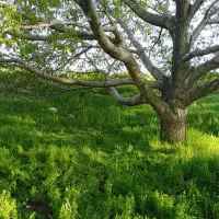 چیدن گردو به صورت حرفه ای
