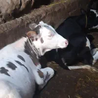 گوساله دامازلخ
