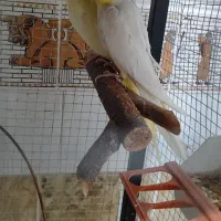 دو جفت عروس هلندی مولد،کوتوله برزیلی