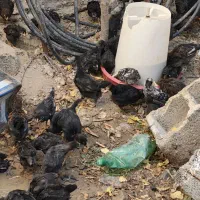 جوجه 5روزه بلک استار