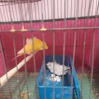 جفت مرغ عشق با تخم پروانه ای کاکلی اسپانگل زیرقیمت
