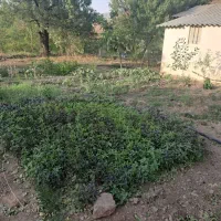 فروش باغچه مزروعی