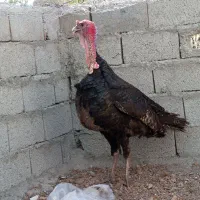 بوقلمون نرو ماده