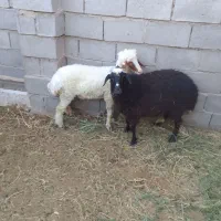 فروش دام