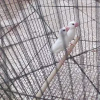 پرنده نرگسی