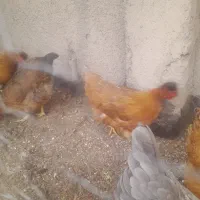 مرغ خروس تخچه