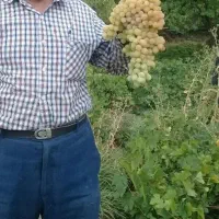 باغ-میوه-و-انگور-عالی-ابتدای-تفریجان
