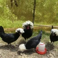 تخم نطفه دار لهستانی تازه جمع شده تعداد محدود