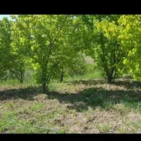 باغ سیب و گردو
