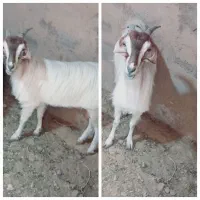 بز کردی شیرا
