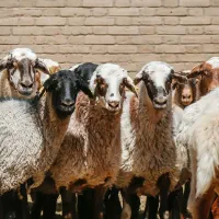 بره پَرواری