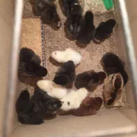 گل کرک شو اصل ۸۰تومن