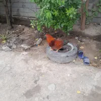 فروش چند عدد خروس و یک عدد بوقلمون نر