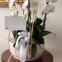 گل ارکیده