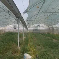 گلخانه با تمامی امتیازات فروشی