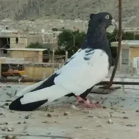 سینه سیاه دوکت شیر نر
