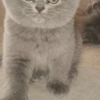 بچه گربه