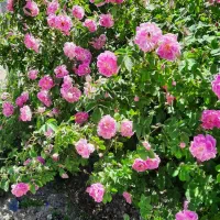 گلاب خانگی طبیعی