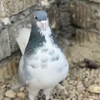 شهری|حیوانات|شیراز, کفترک|دیوار