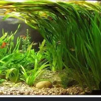 نیازمند گیاه ها اکواریومی،بدونه نیاز co2