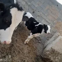 گوساله نر|حیوانات مزرعه|شیروان (خراسان), |دیوار