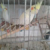 عروس هلندی