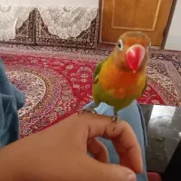 کوتوله نر