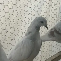 ده عدد کفتر پرشی به فروش می‌رسد