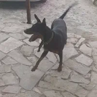 سگ دوبرمن
