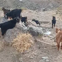 بیست عدد بزغاله نر و ماده