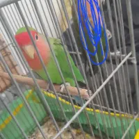 طوطی کوتوله نر