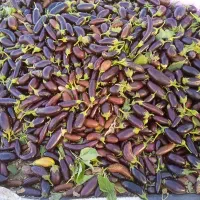 بادمجان برای گوسفند یا گاو