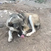 سگگ|سگ|ساوه, |دیوار