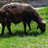قوچ شیشک ،میش،بز،بره داریم