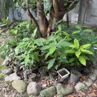 فروش نهال آووکادو