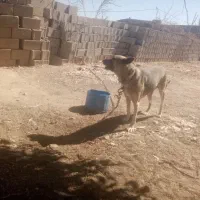 سک مالیونز