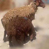 میش و بره