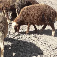 بره نر